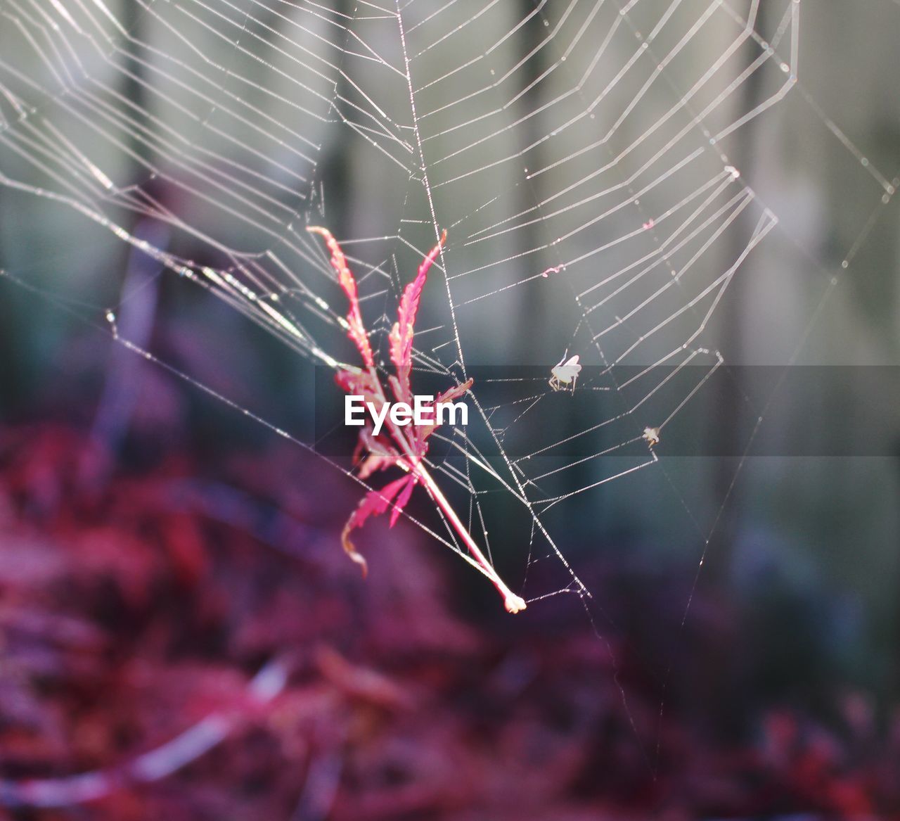 Macro shot of pink leaf on spider web