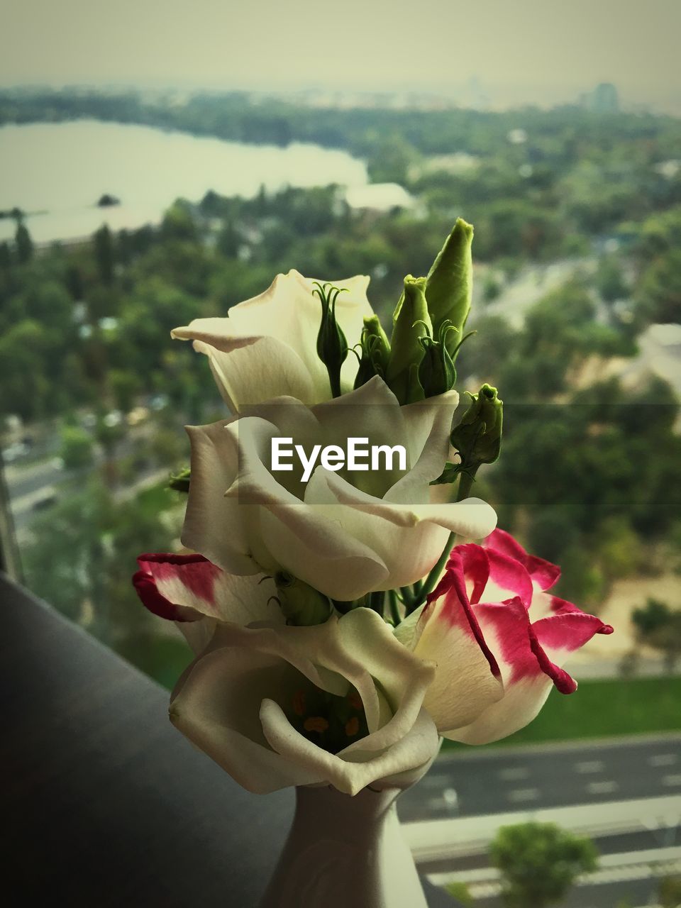 CLOSE-UP OF ROSE BLOOMING OUTDOORS