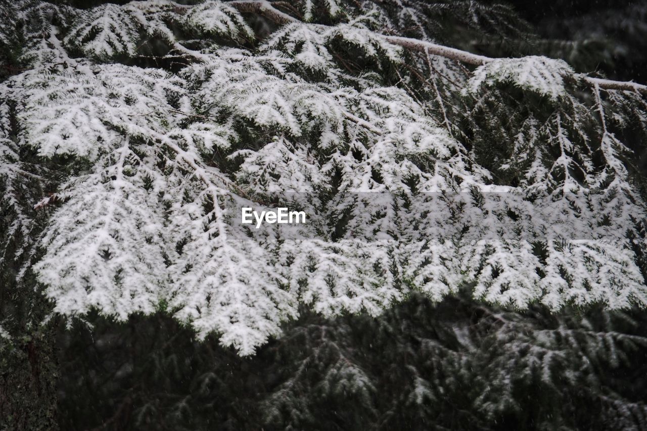CLOSE-UP OF SNOW COVERED PINE TREES IN FOREST