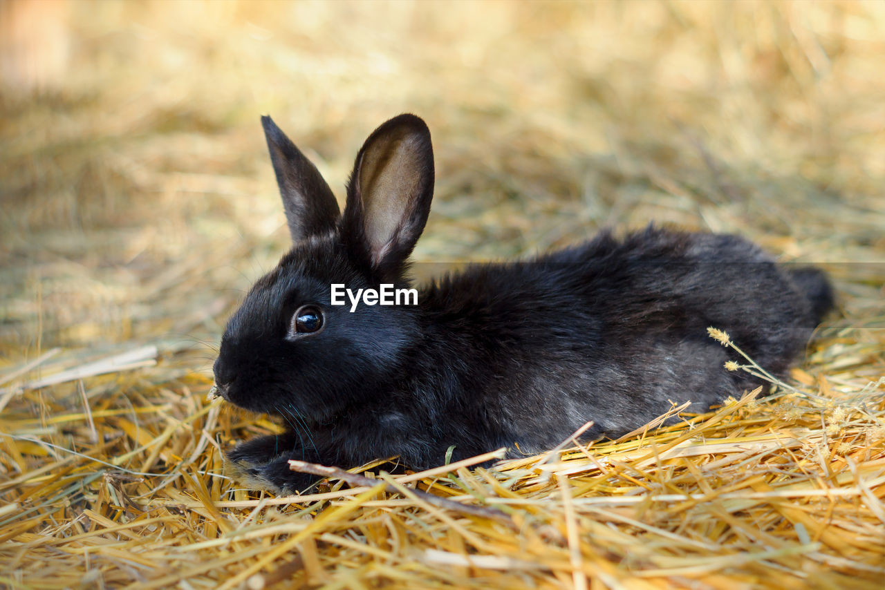 Close-up of rabbit on grass