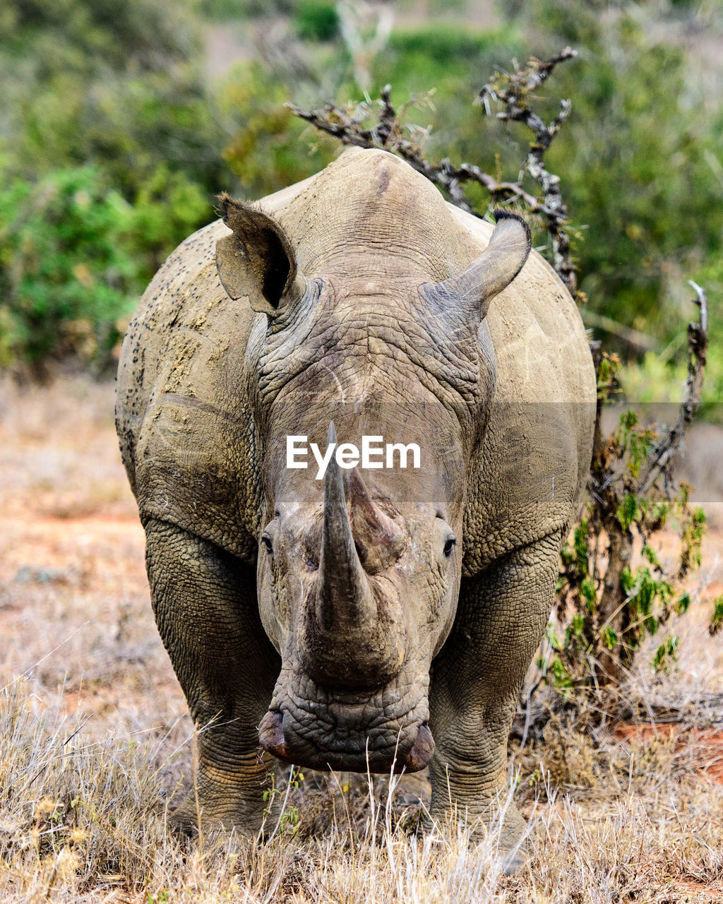 CLOSE-UP OF ANIMAL ON GRASS