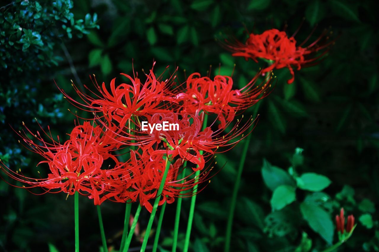 Close-up of red flowering plant