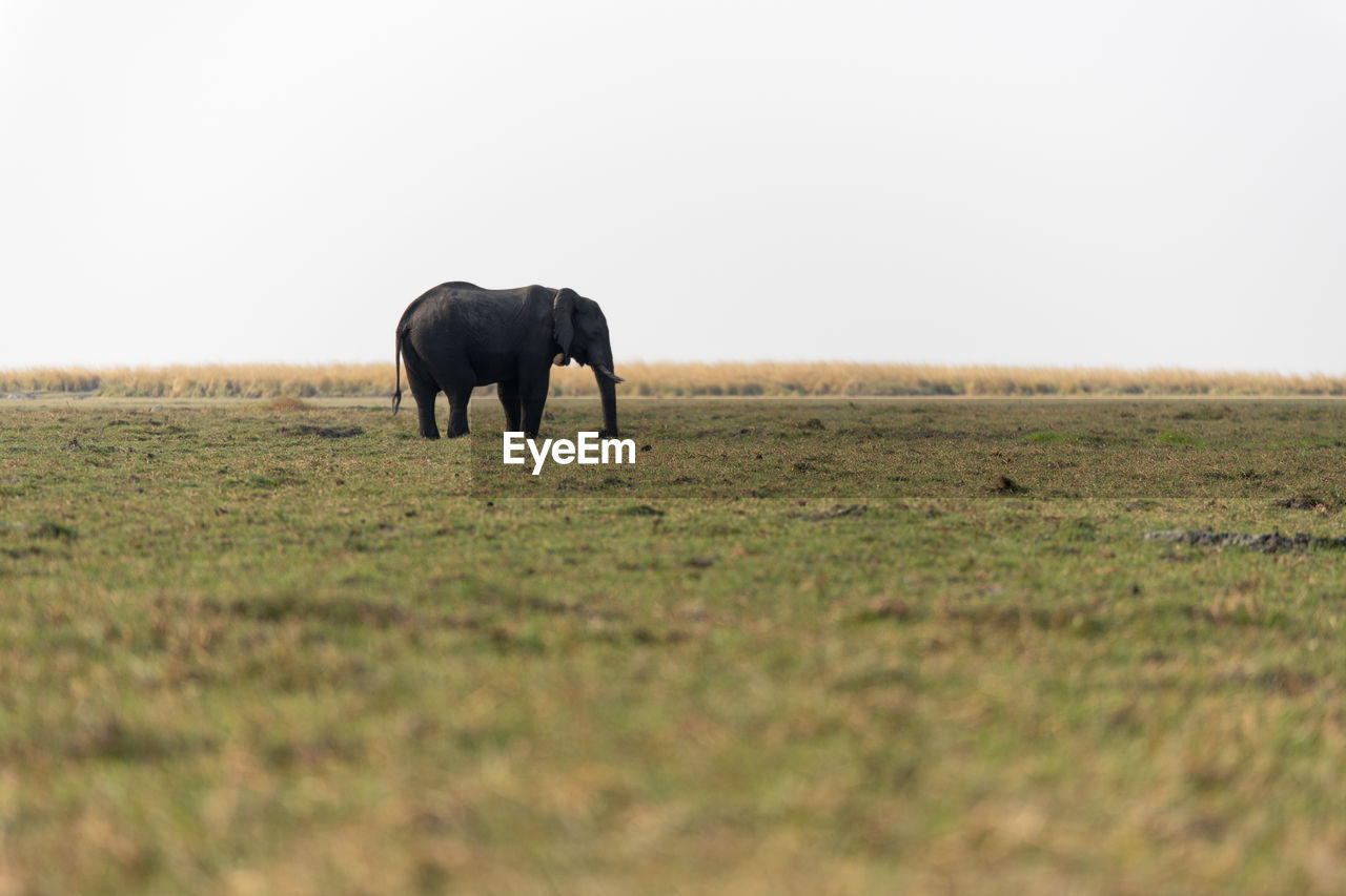 Elephant in a field