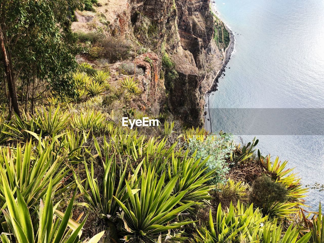 Plants growing on rock by sea