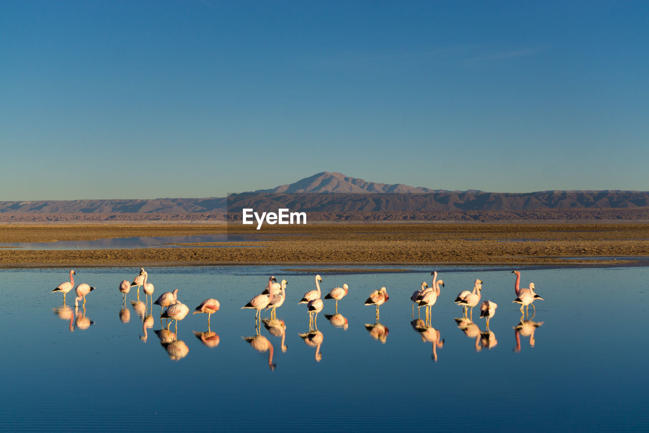 Flamingos in lake