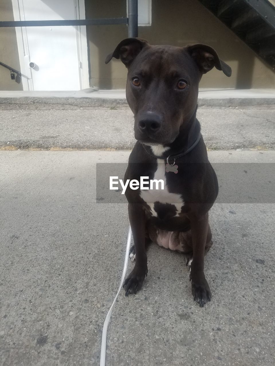 PORTRAIT OF DOG SITTING ON RUG