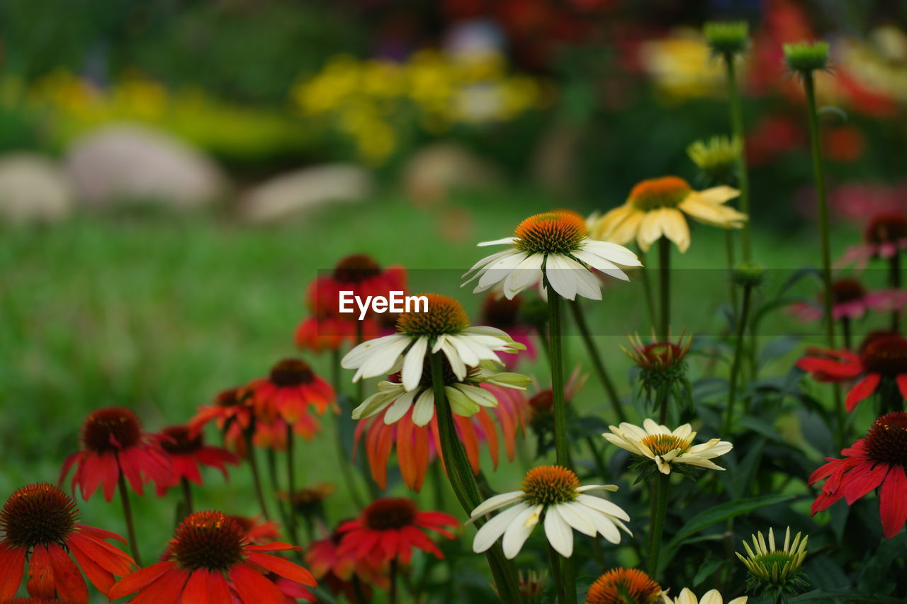 Close-up of flowering plants on field