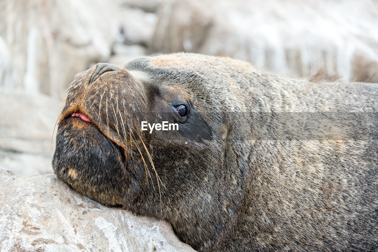 Close-up of sea lion relaxing on rock