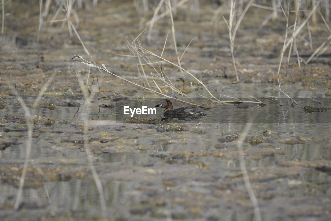 Little grebe bird swimming in a lake