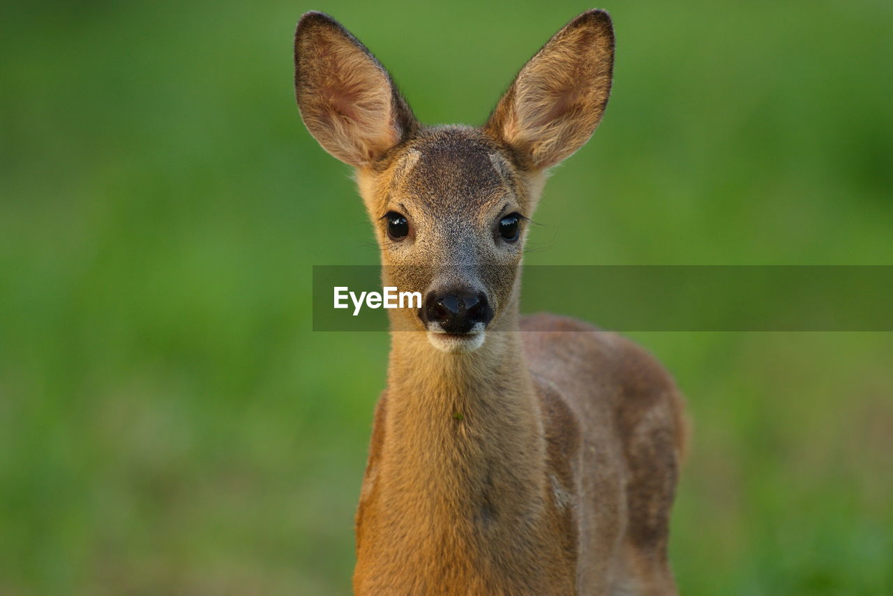 Portrait of fawn standing on grassy field