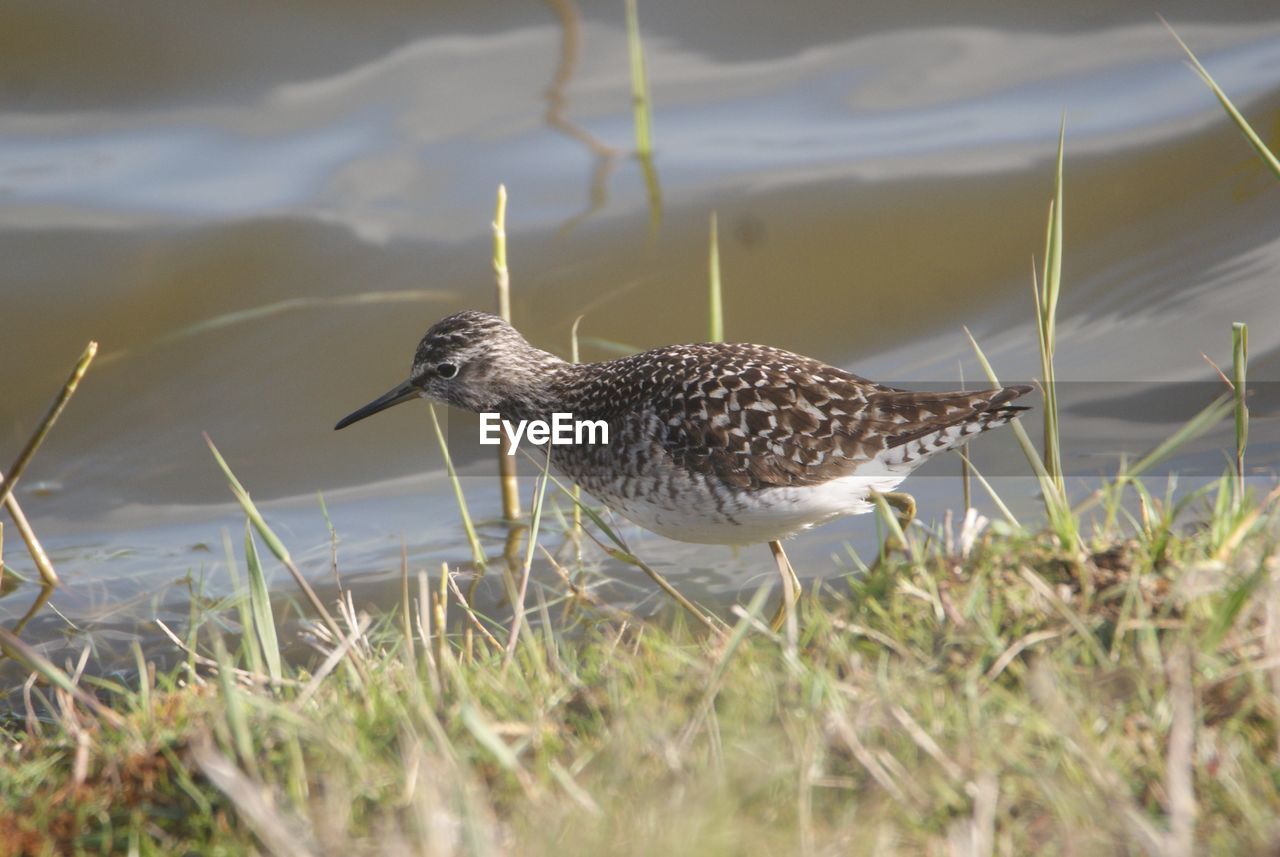 CLOSE-UP OF A DUCK ON THE FIELD