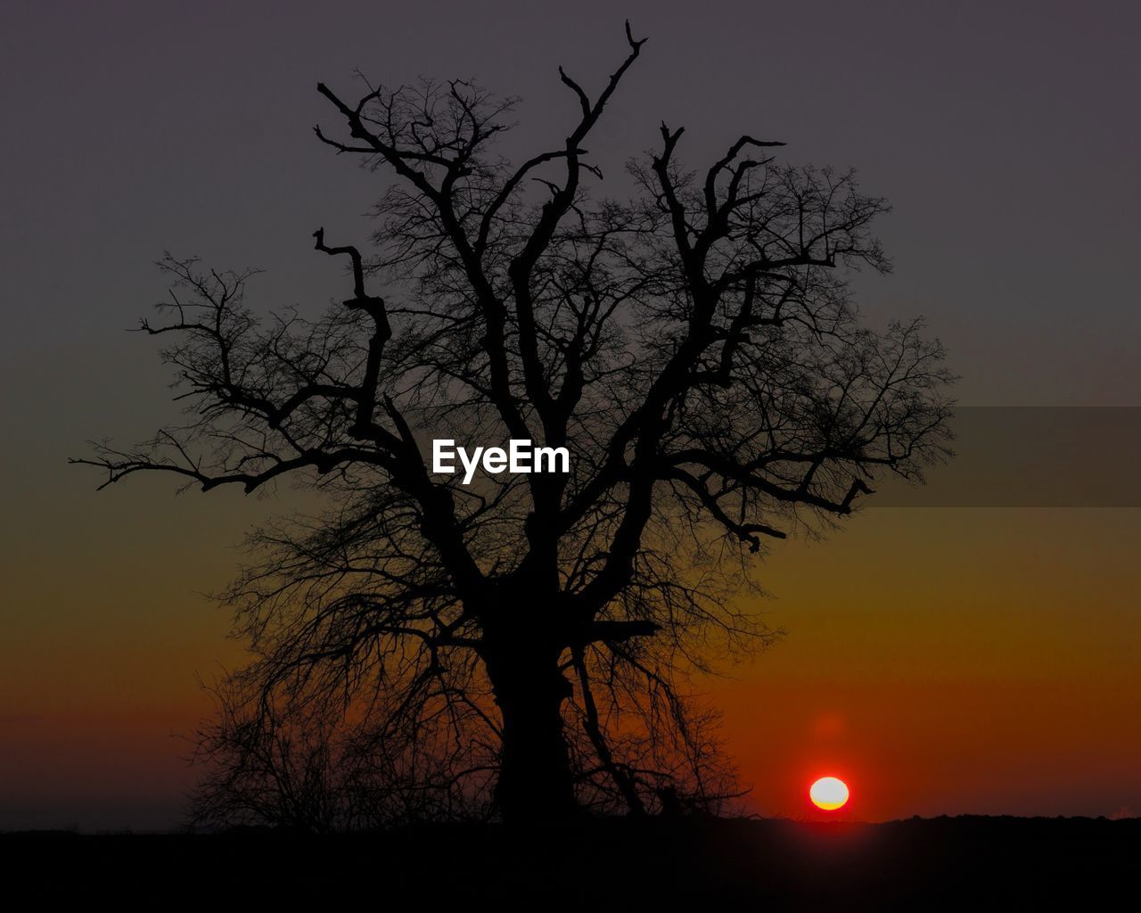 SILHOUETTE TREE AGAINST SKY DURING SUNSET