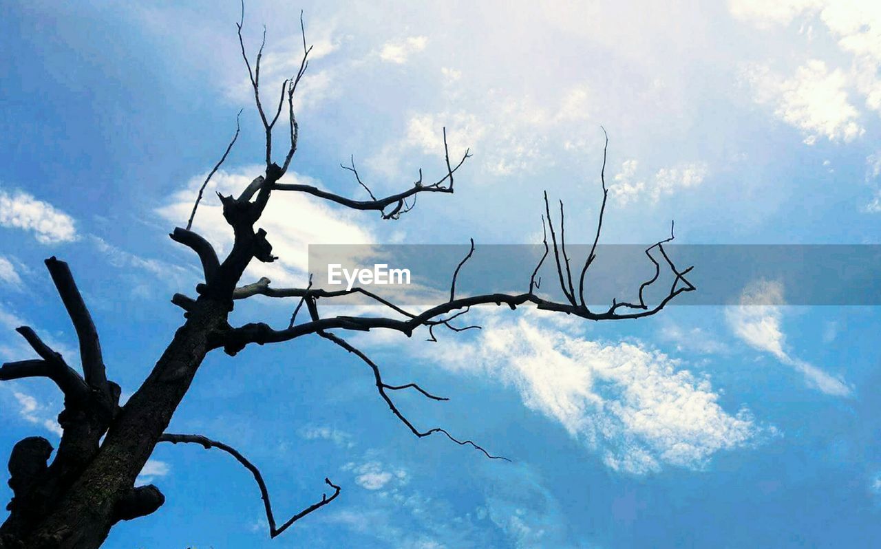 LOW ANGLE VIEW OF TREE BRANCH AGAINST SKY