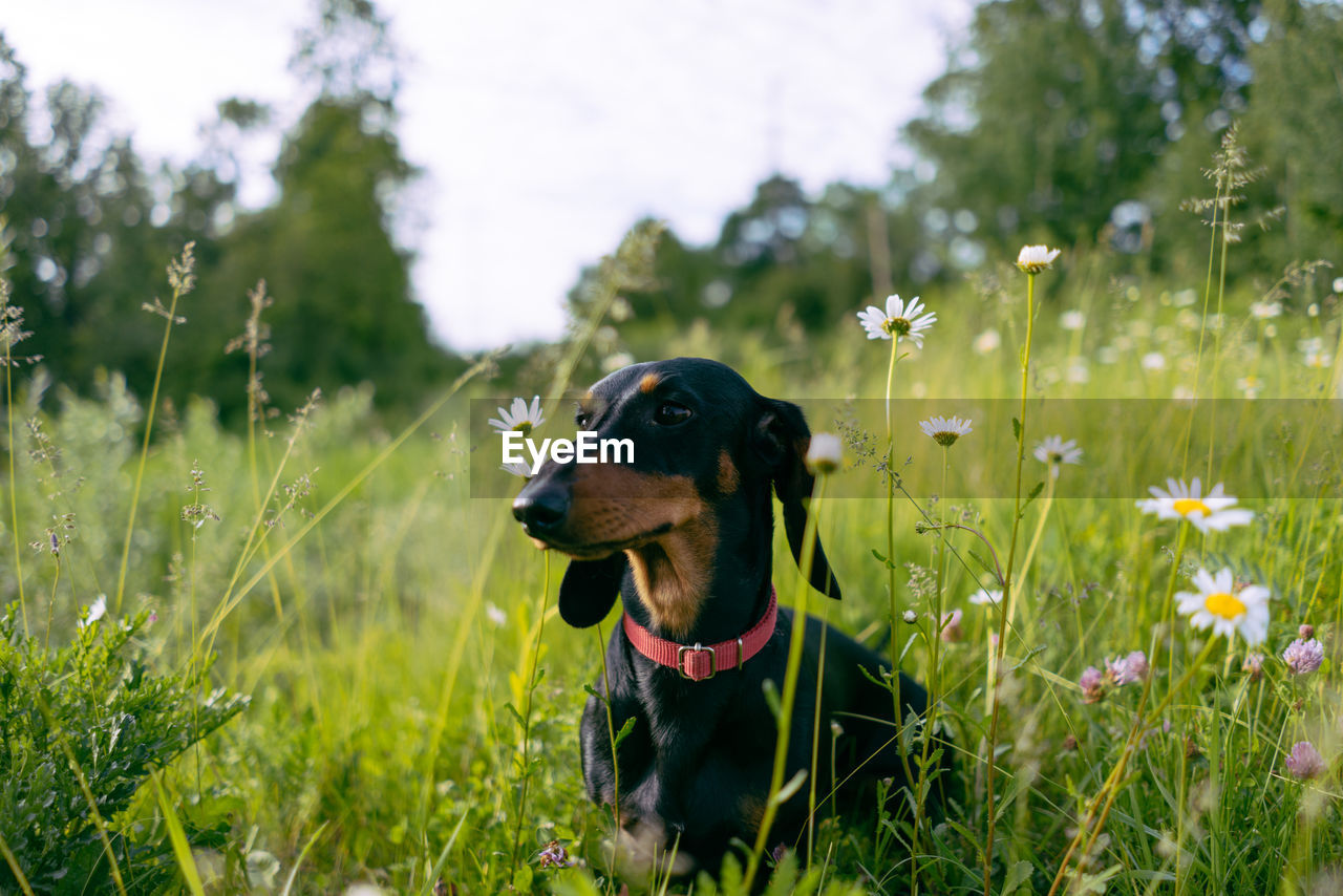 DOG STANDING IN FIELD