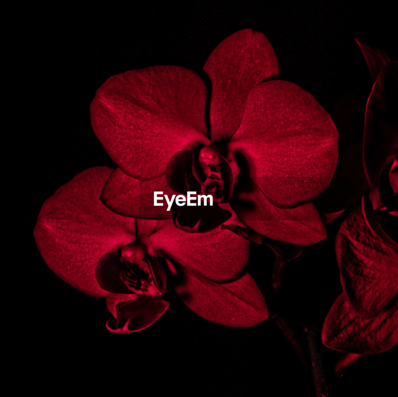 Close-up of red orchids blooming against black background