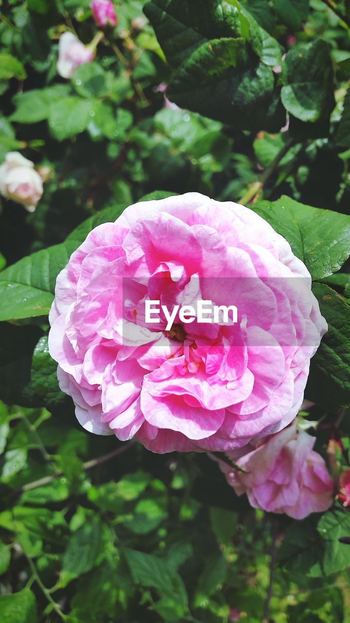 CLOSE-UP OF PINK ROSE FLOWER