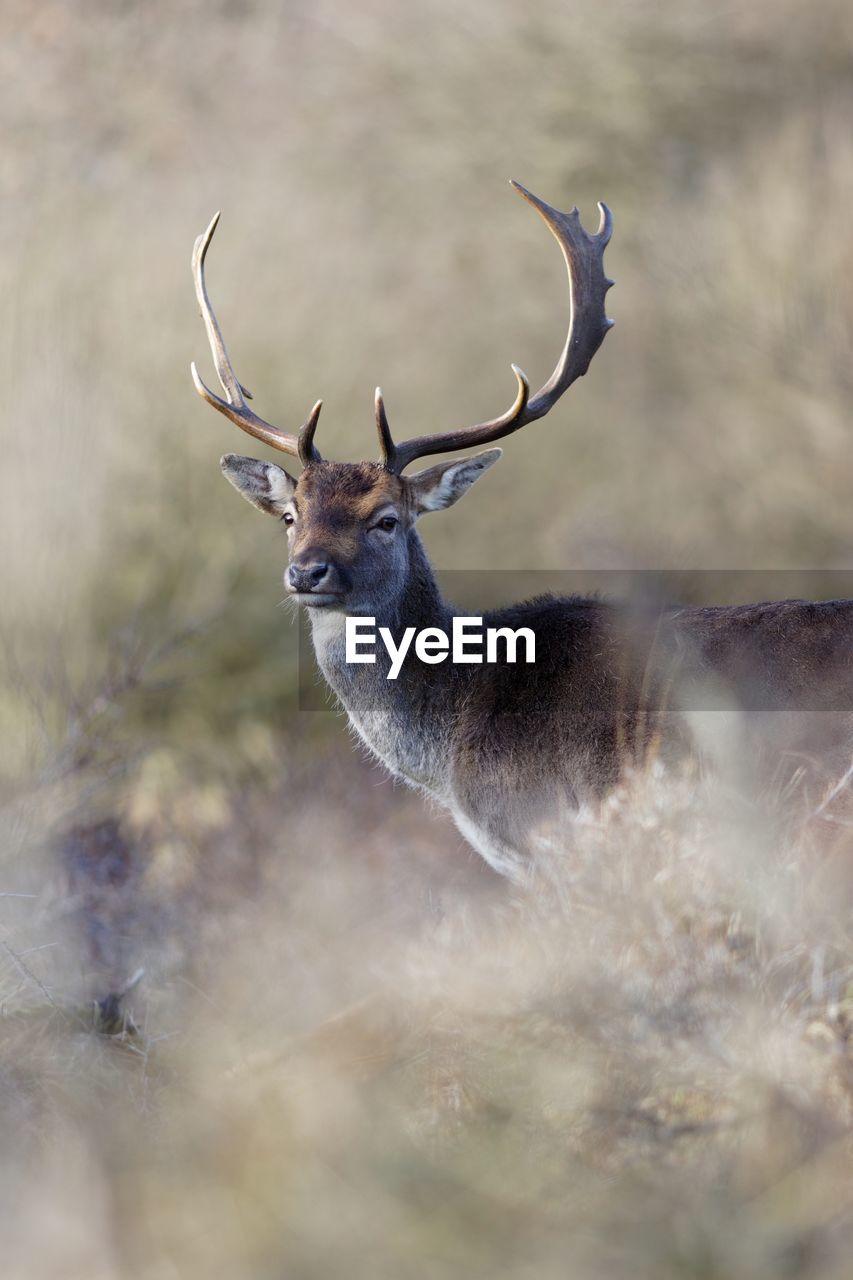 Deer standing on field