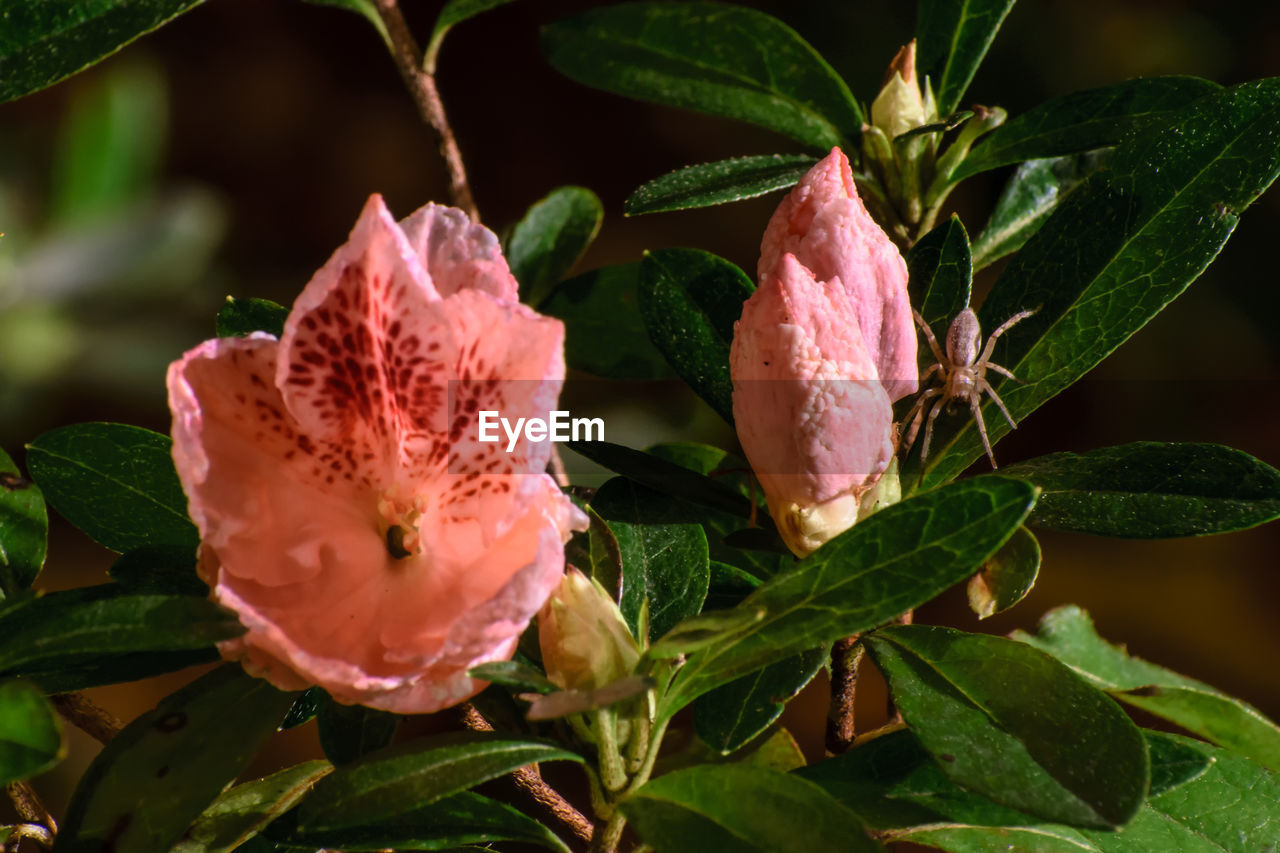 CLOSE-UP OF PINK FLOWER GROWING OUTDOORS