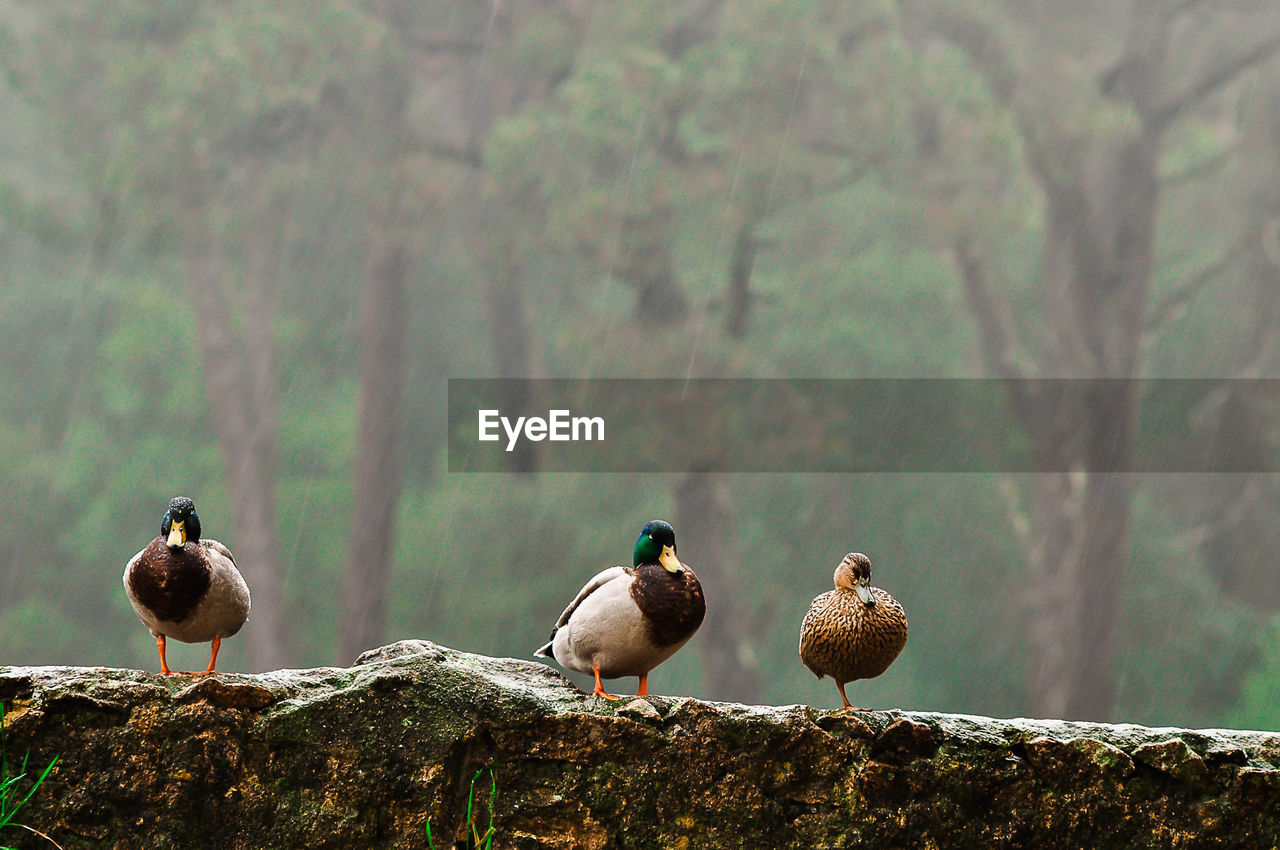 View of three ducks