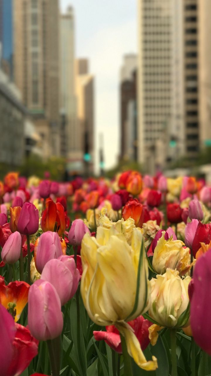 Close-up of tulips