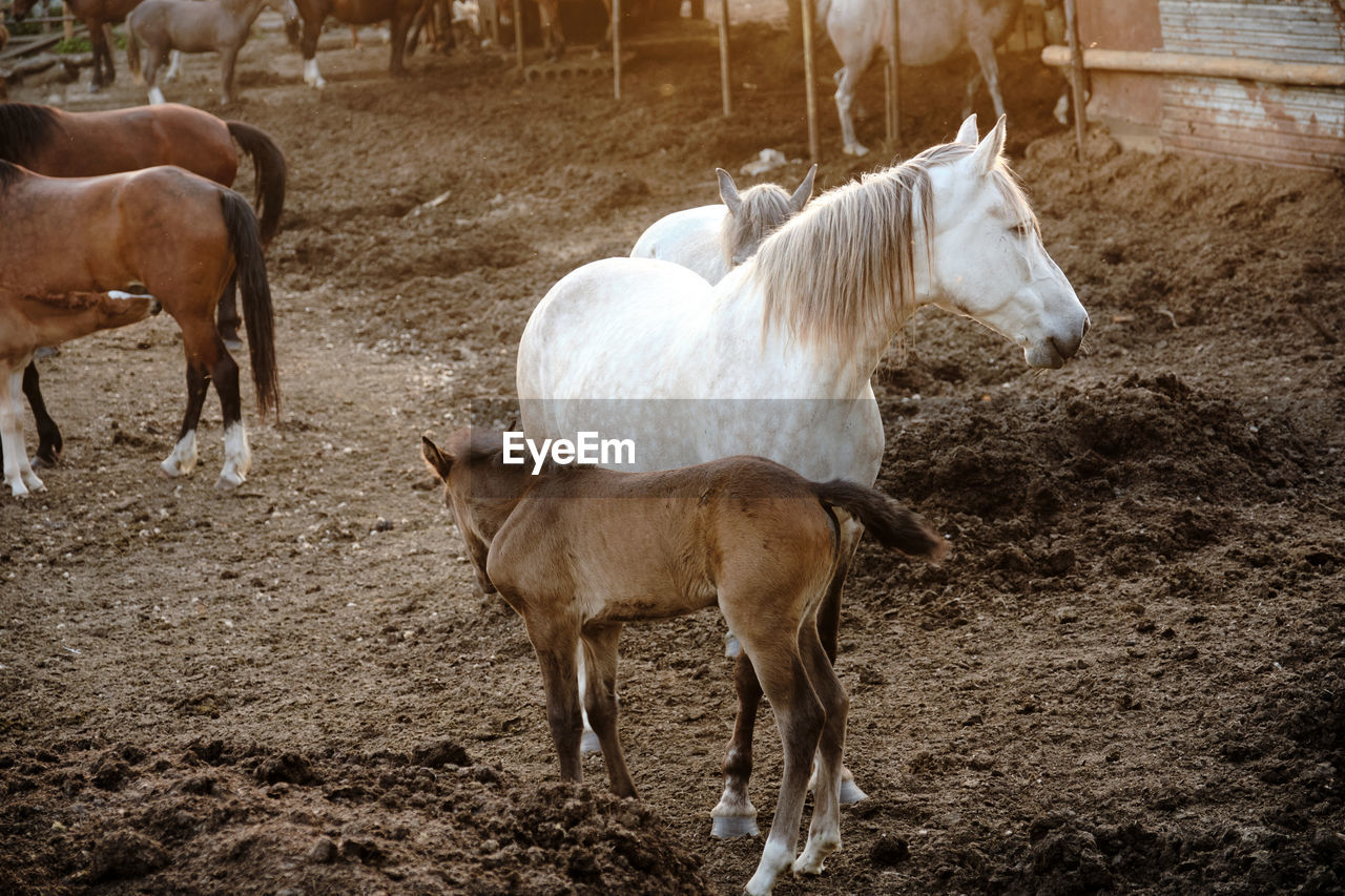 Horses of different colors and suits walks in a paddock in sunny summer evening. farm stable.