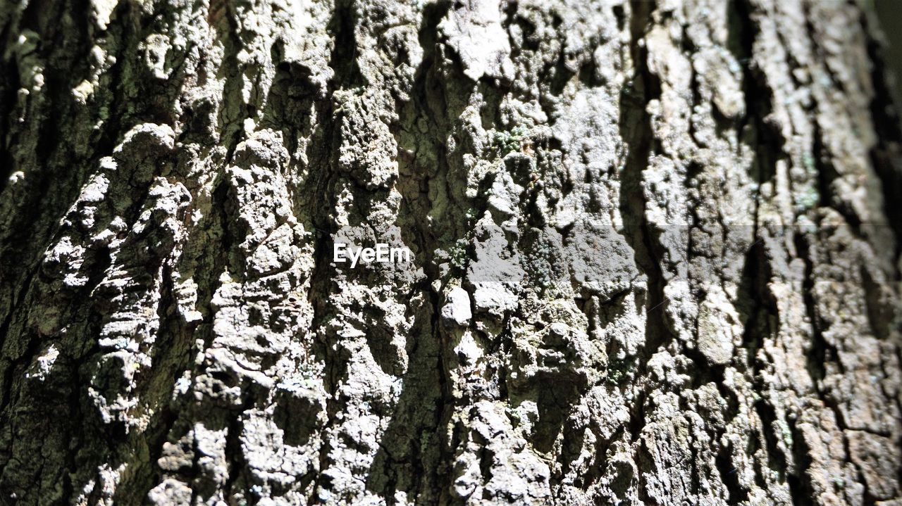 CLOSE-UP OF LICHEN ON TREE TRUNK