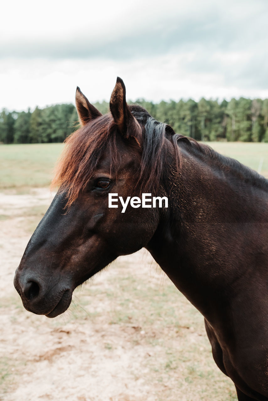 Close-up of a horse on field