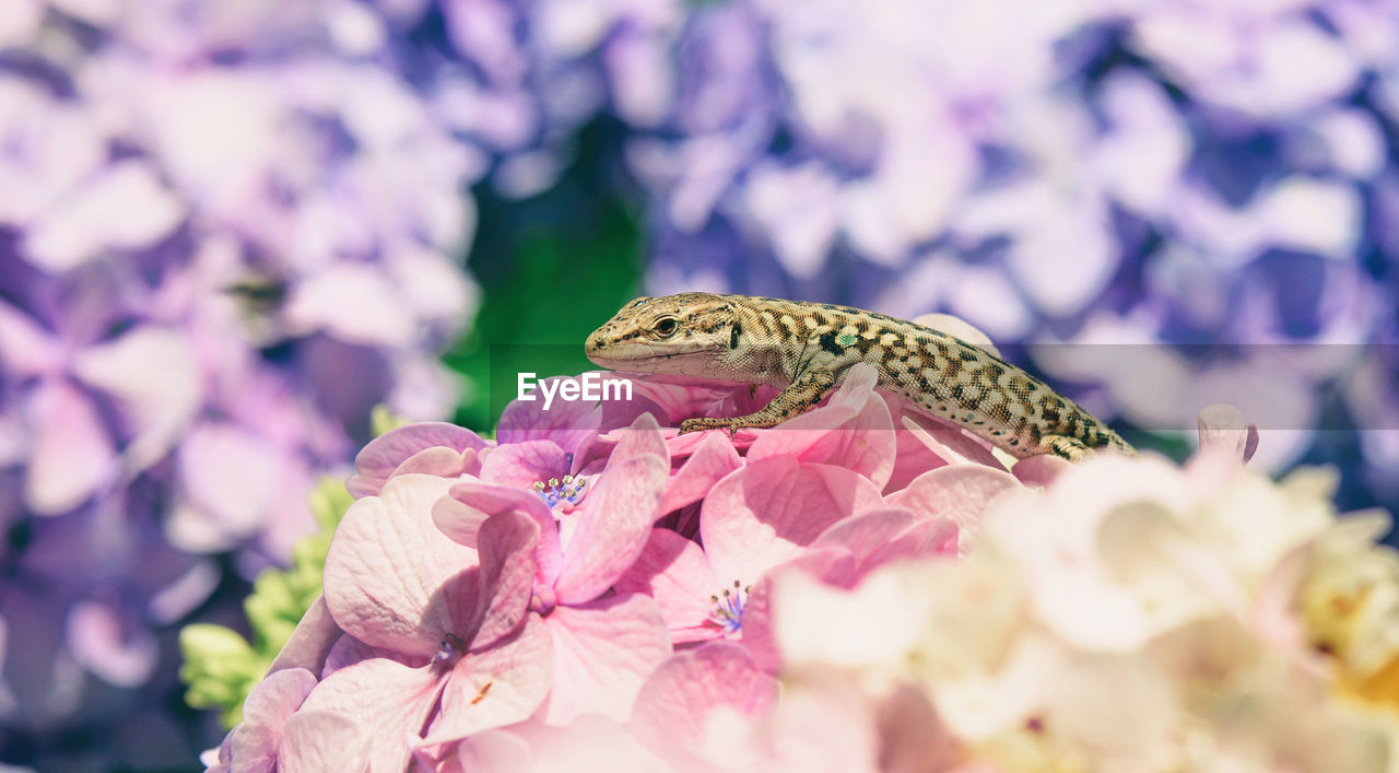 CLOSE-UP OF BUTTERFLY ON PURPLE FLOWERING PLANT