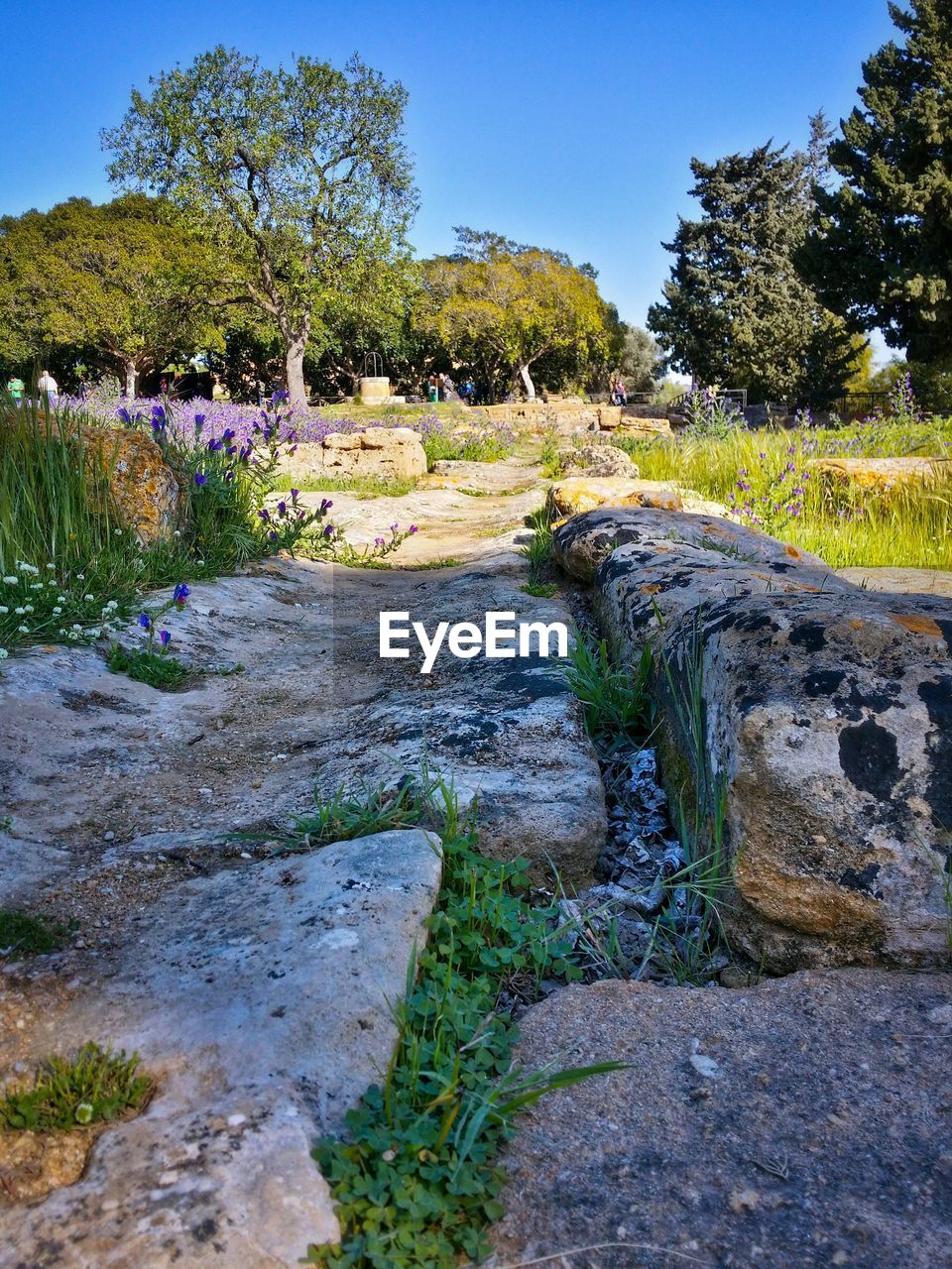 View of narrow stone path along trees in park