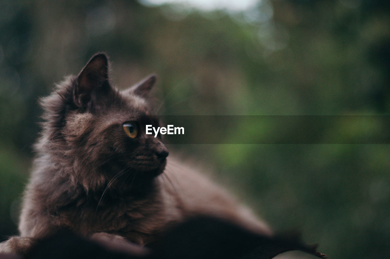 CLOSE-UP OF HAND FEEDING CAT