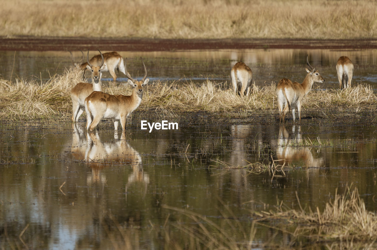 HORSES IN A LAKE