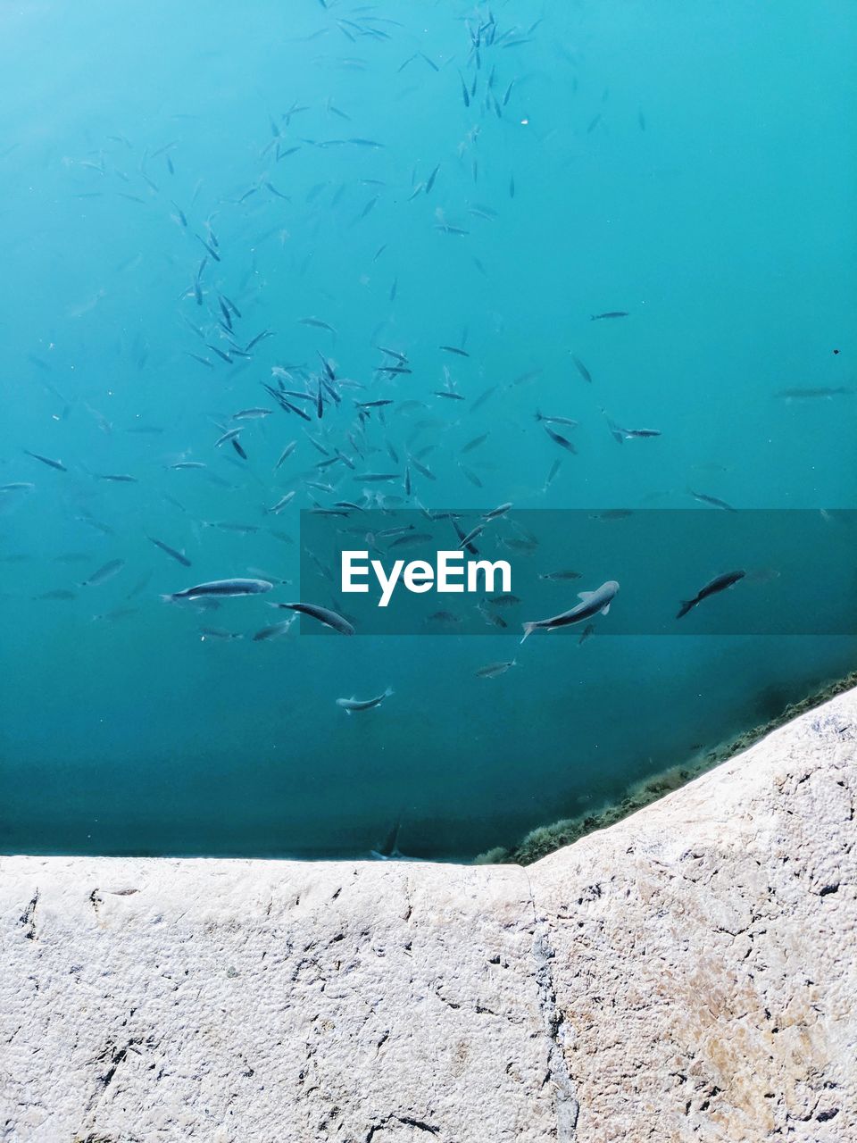 Fish and the sea.