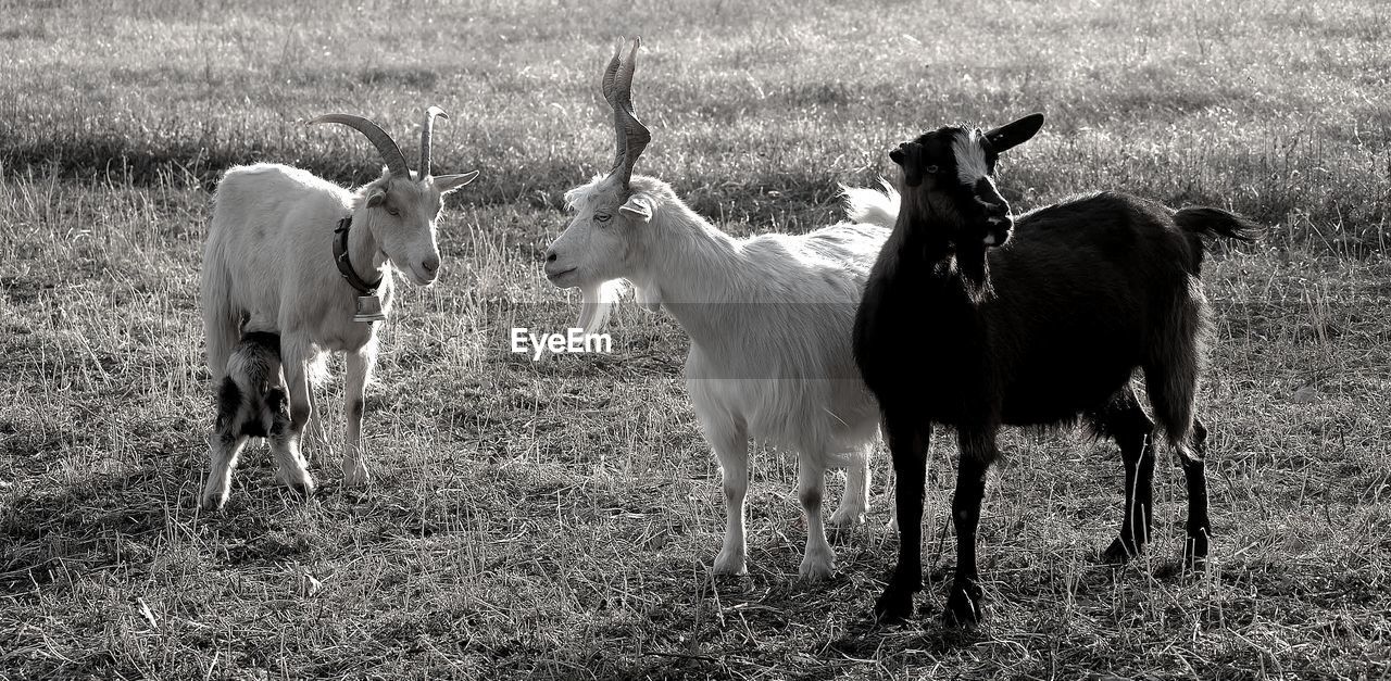 HORSES STANDING IN FIELD