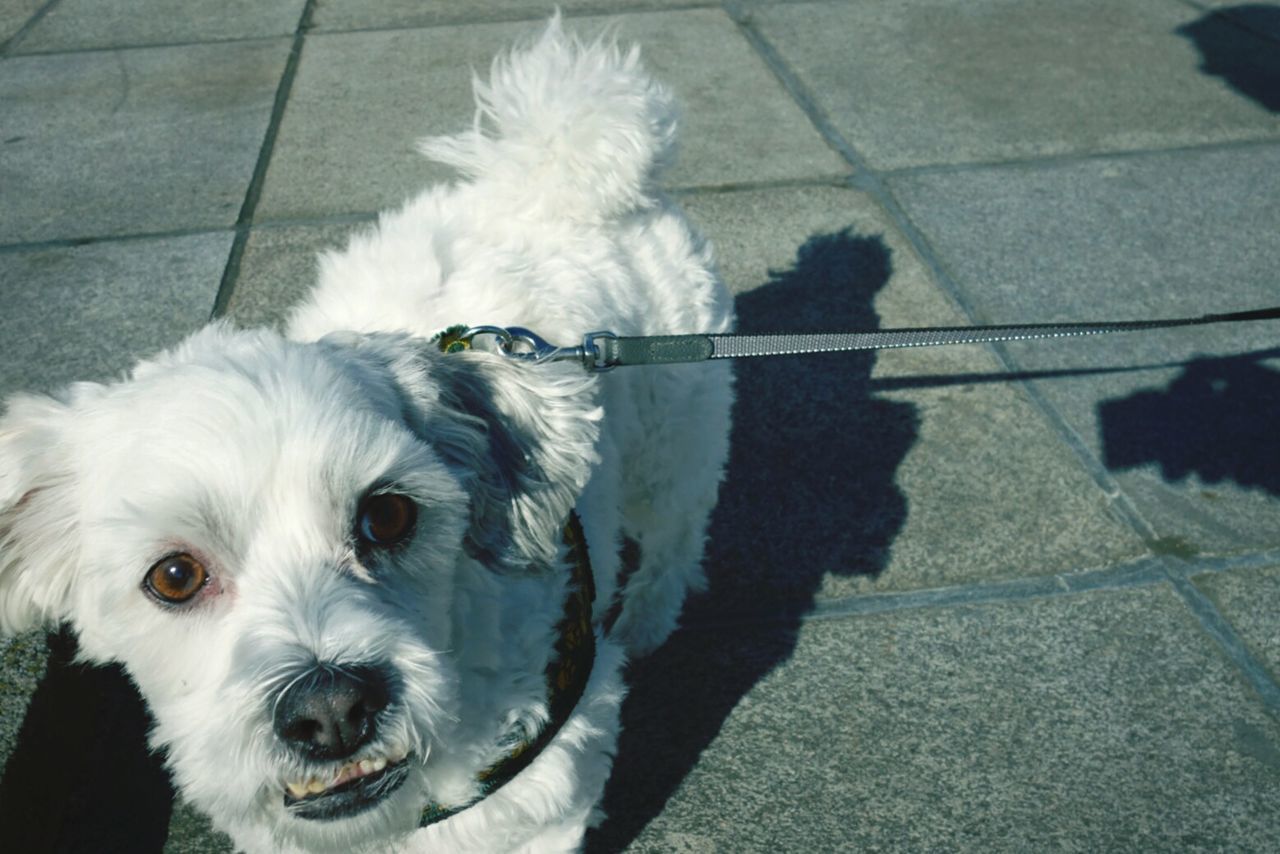 Close-up high angle portrait of a dog