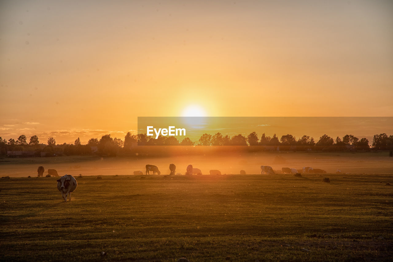 Scenic view of field against sky during sunset