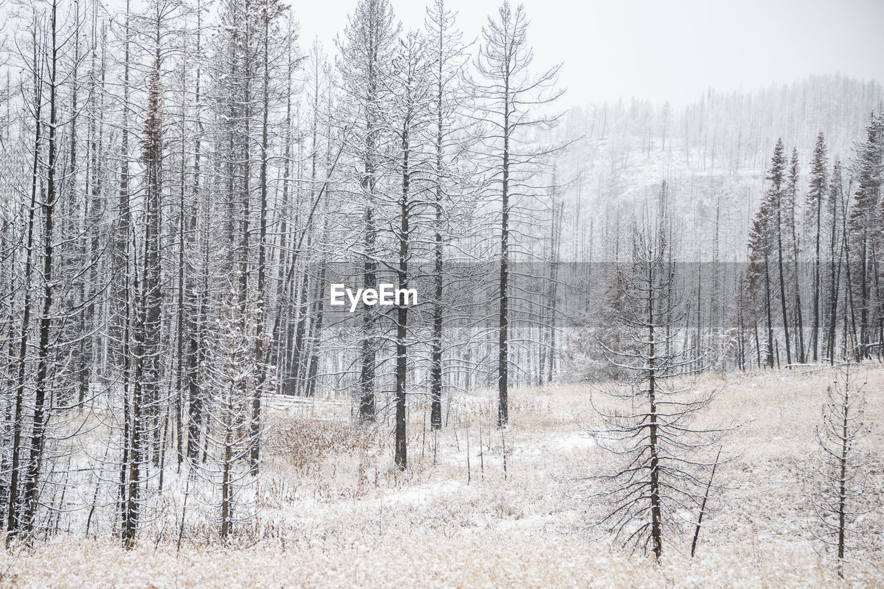 SCENIC VIEW OF SNOW COVERED LAND