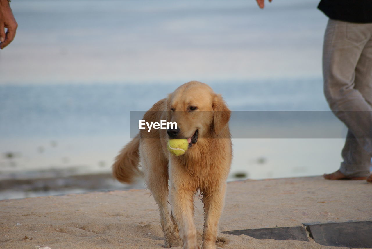 Dog carrying ball at sea shore
