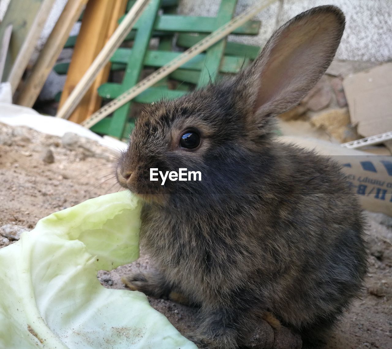 CLOSE-UP OF AN ANIMAL EATING