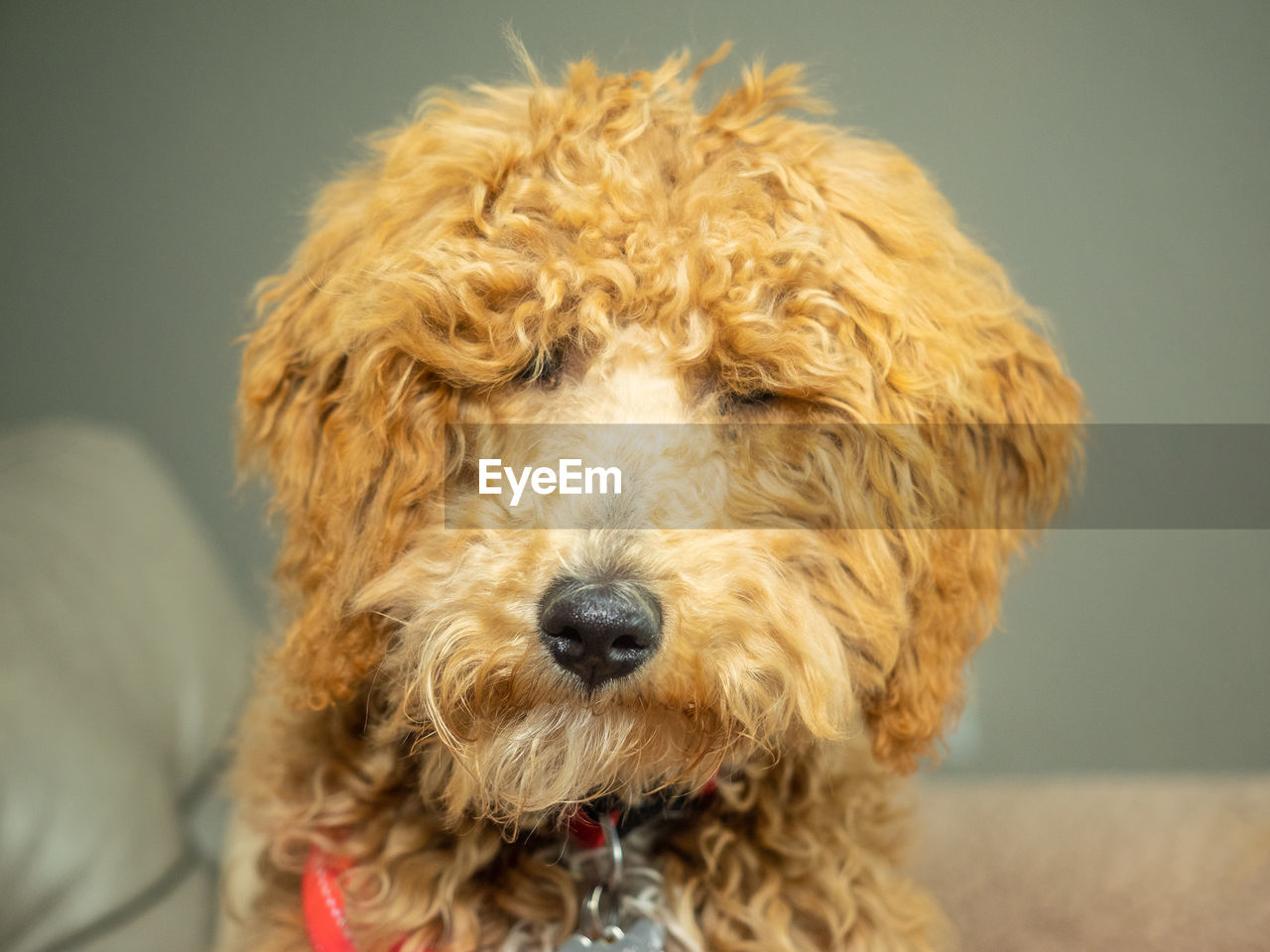 CLOSE-UP PORTRAIT OF A DOG WITH MOUTH OPEN
