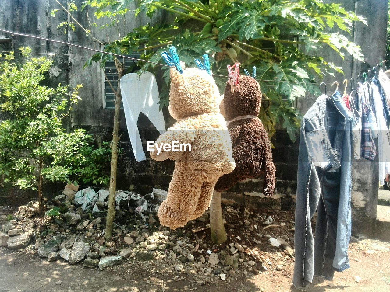 Teddy bears drying at clothes line