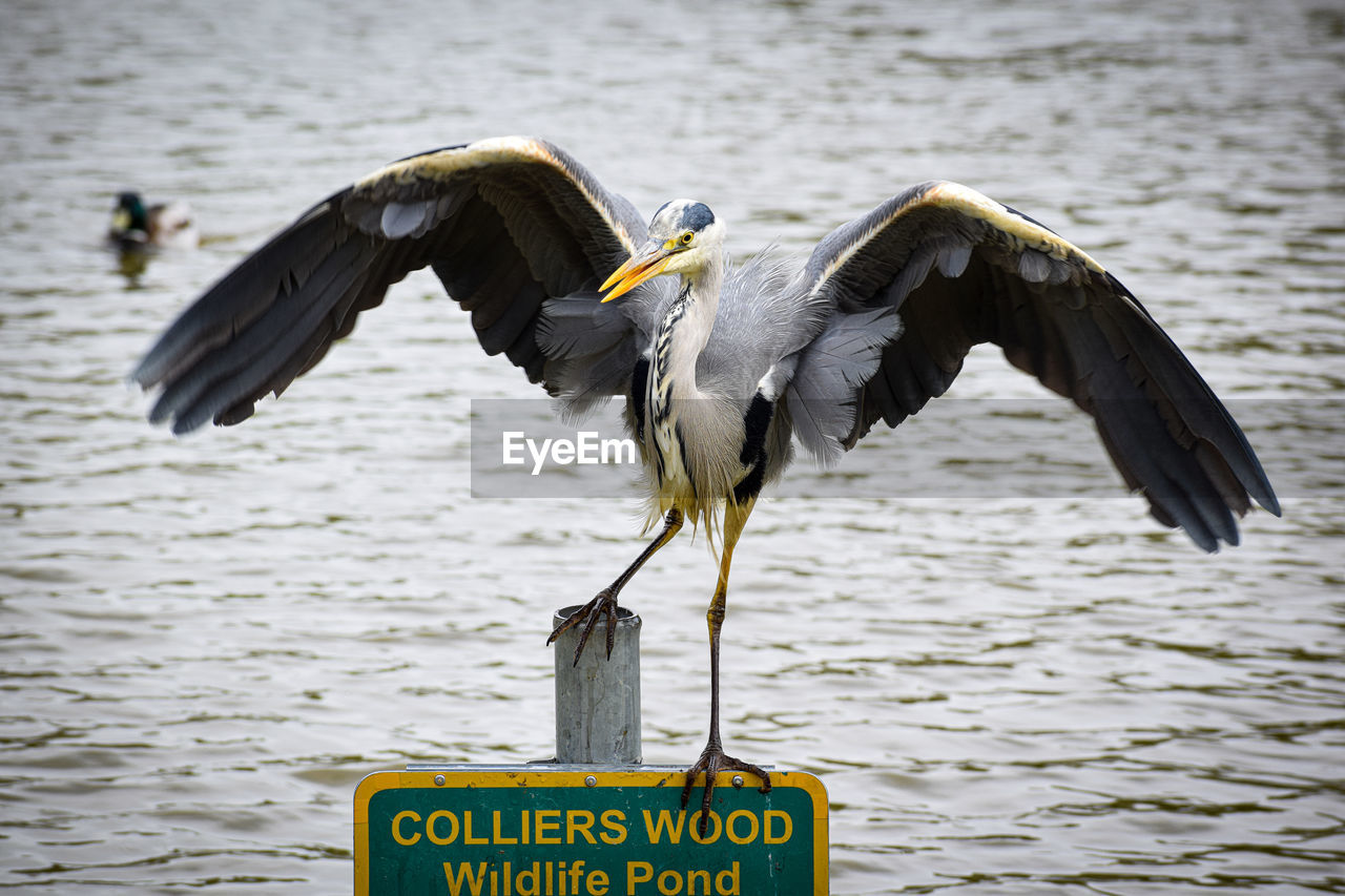 bird, animal, animal themes, animal wildlife, wildlife, water, flying, text, no people, lake, communication, nature, beak, day, one animal, animal body part, spread wings, focus on foreground, outdoors, ciconiiformes, sign