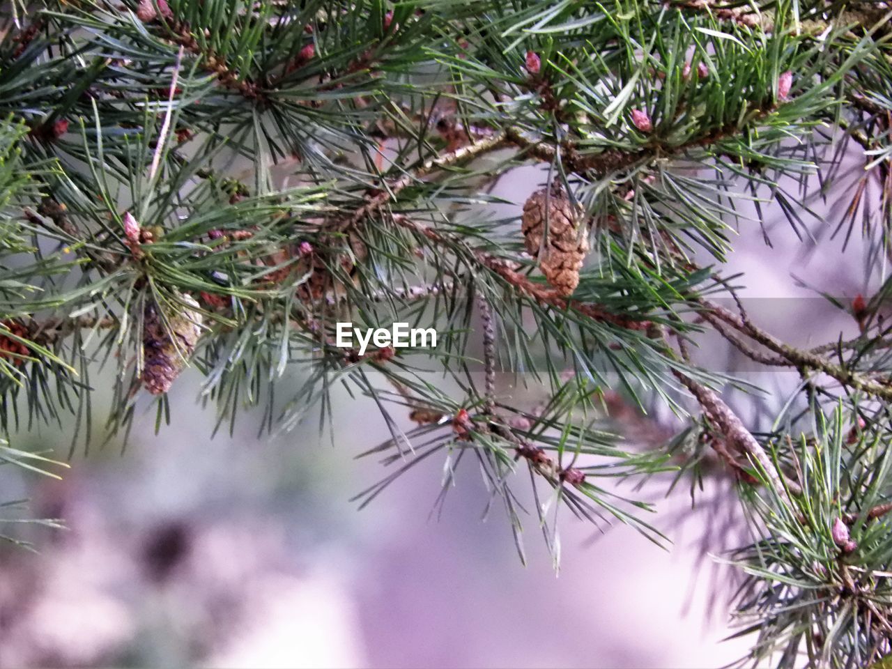 CLOSE-UP OF PINE TREE IN WINTER