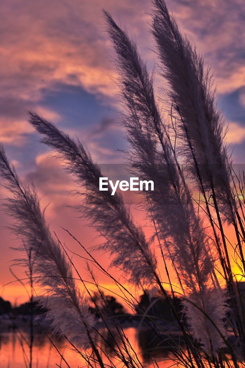 CLOSE-UP OF SILHOUETTE PLANTS AGAINST ORANGE SKY