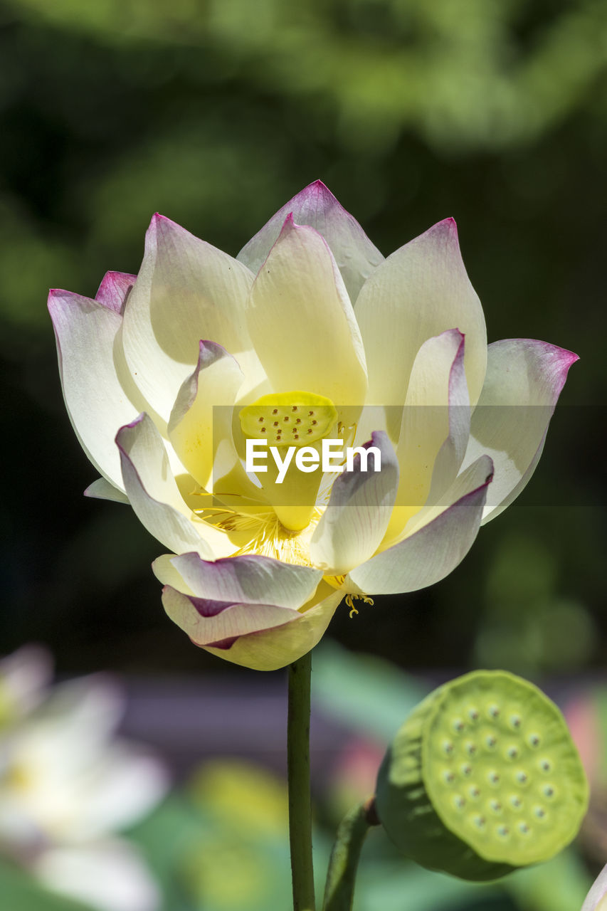 Close-up of lotus water lily