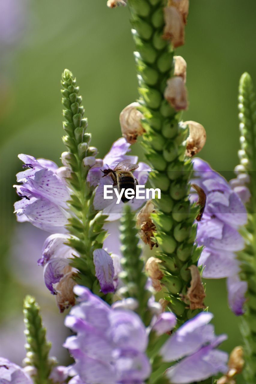 Close-up of bee in plant