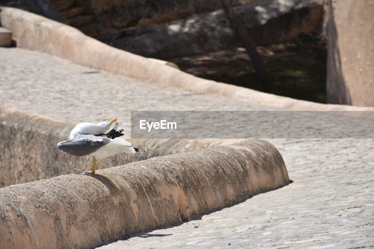 Seagull perching on retaining wall at santa barbara castle