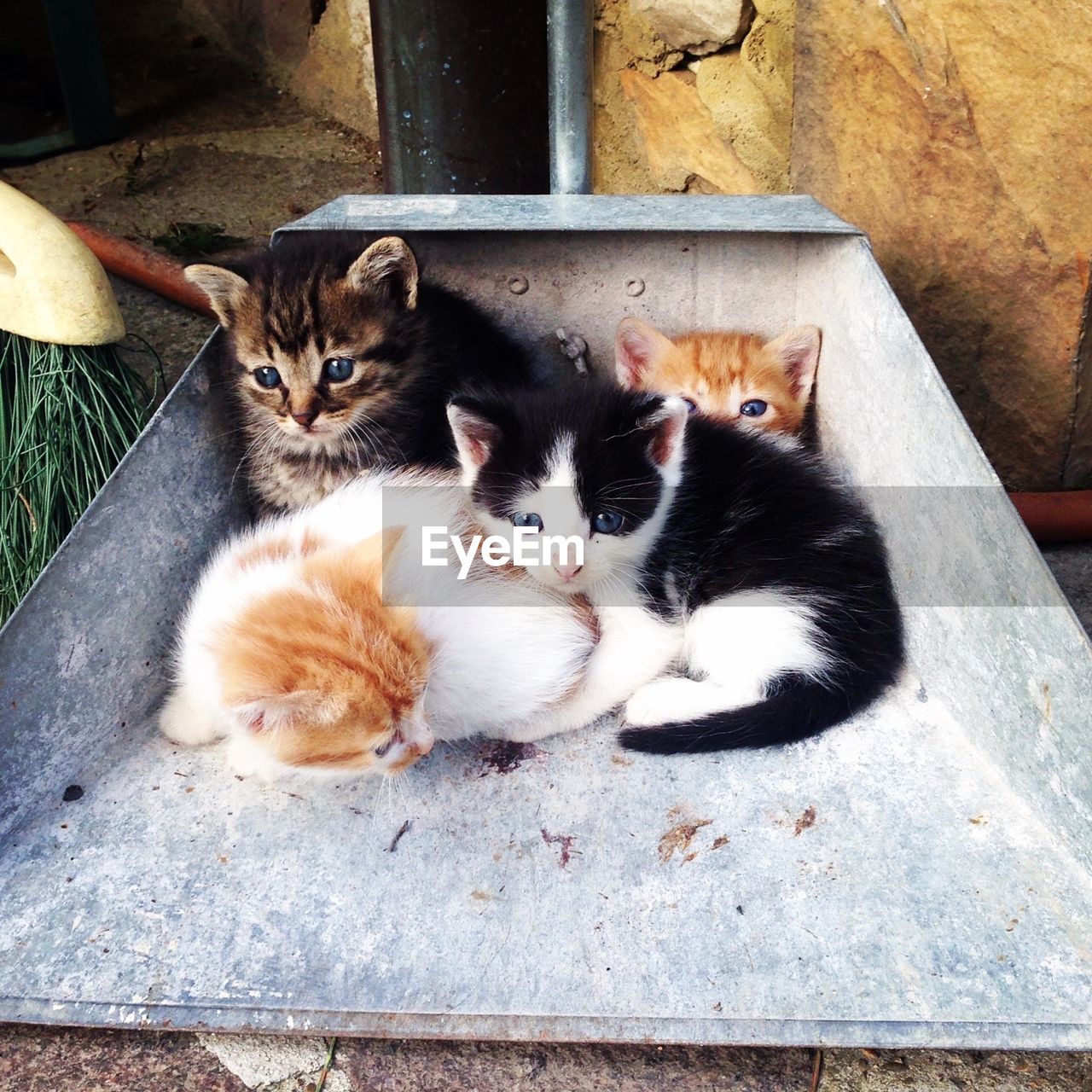 Cats in metal container