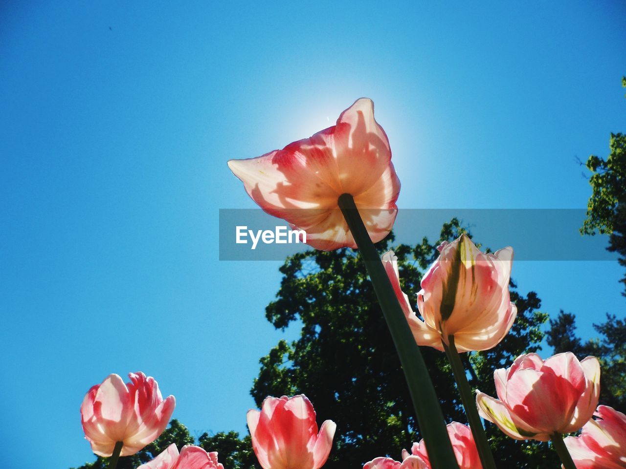 Low angle view of pink rose against blue sky