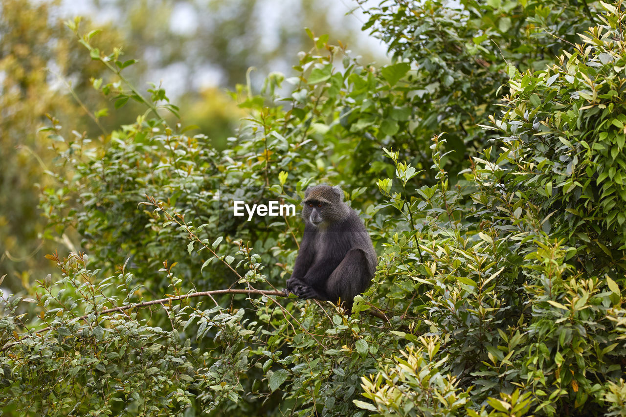 Samango monkey on a tree