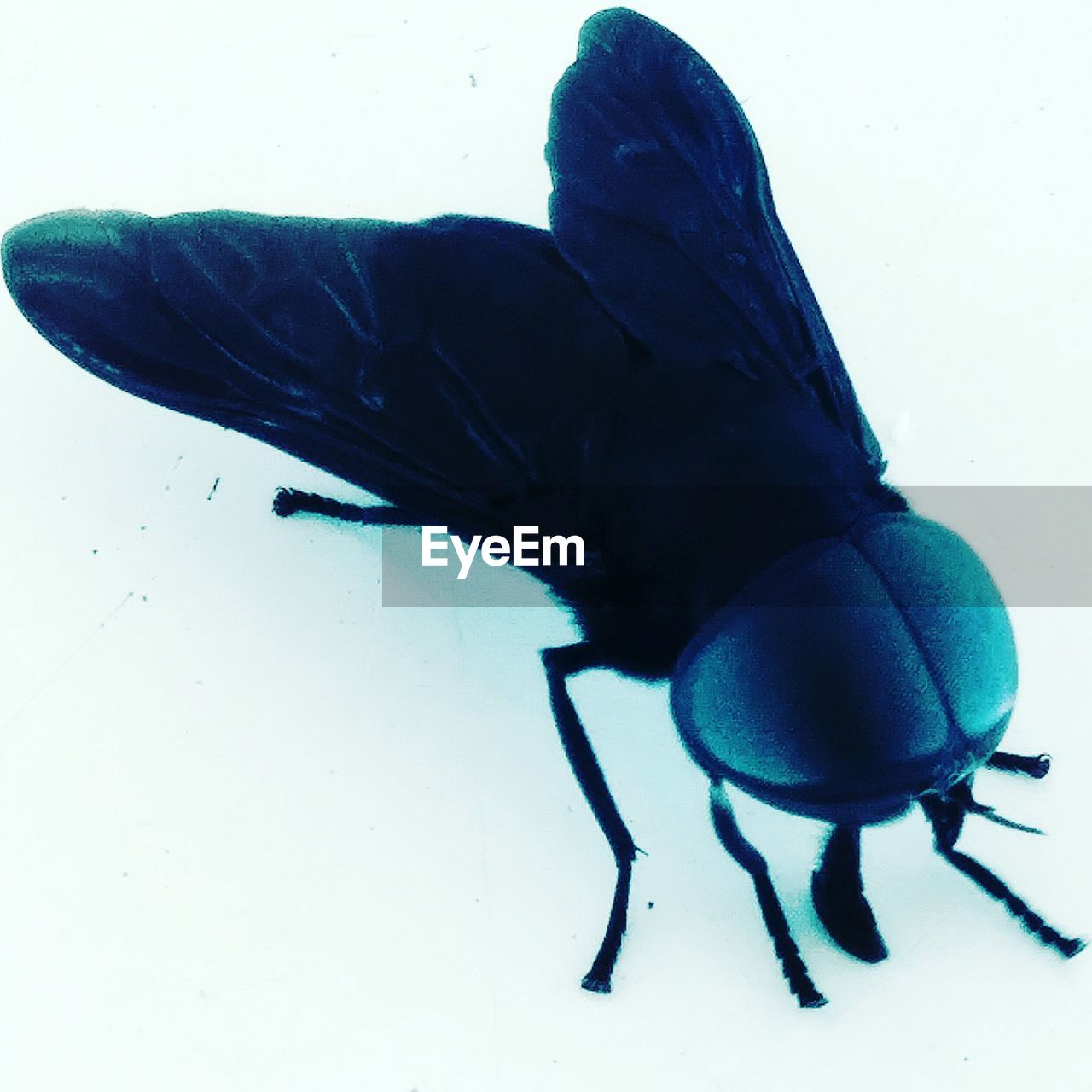 HIGH ANGLE VIEW OF BLACK INSECT